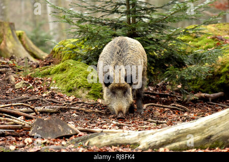 Wildschwein Foto Stock