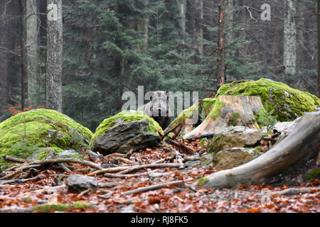 Wildschwein Foto Stock