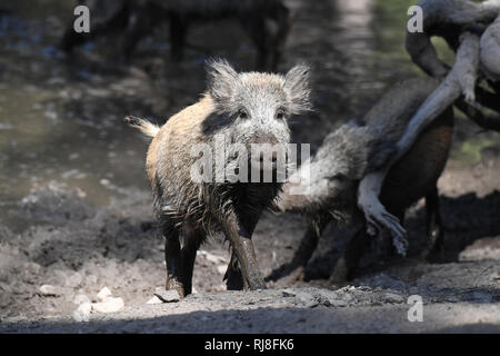 Wildschweine Suhle Foto Stock