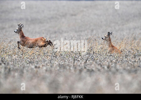 Rehe Getreidefeld im Foto Stock