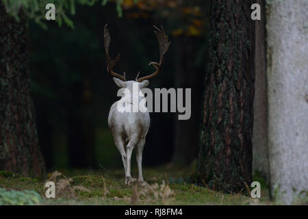 Damwild, weißer Damhirsch verschwindet im Wald, Rückansicht Foto Stock