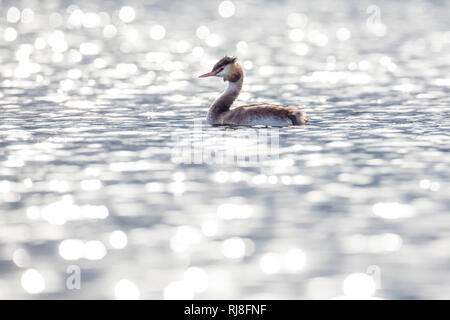 Haubentaucher, Podiceps cristatus, Deutschland, schwimmend Foto Stock