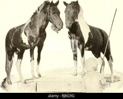 . Infanzia e ponyhood miscelato. Pony Shetland. . Si prega di notare che queste immagini vengono estratte dalla pagina sottoposta a scansione di immagini che possono essere state migliorate digitalmente per la leggibilità - Colorazione e aspetto di queste illustrazioni potrebbero non perfettamente assomigliano al lavoro originale. Bianco, Oscar A. Greenfield, Ohio : premere repubblicana Foto Stock