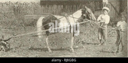 . Infanzia e ponyhood miscelato. Pony Shetland. ****** Dando lo SHETLAND IL SUO PRIMO WESSON NEL CAVO oltre ci sono innumerevoli e tarns loehs prigioniero che il paesaggio. Il voes di fiumi e laghi sono così numerosi e così vasta che il mare non è per nulla più di tre o quattro miglia di distanza. In conseguenza di tutto questo sale acqua temperata dalla Corrente del Golfo in una latitudine nord, vi è una grande quantità di nebbia e umidità. È difficile per uno abituato solo al paesaggio con alberi per rendersi conto che una terra vista può egli bella senza di loro, ma il paesaggio nelle isole Shetland ha un distinto p Foto Stock