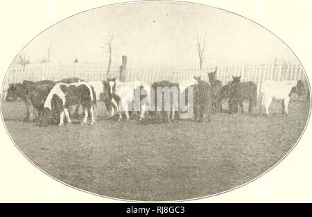 . Infanzia e ponyhood miscelato. Pony Shetland. La lana viene ottenuto dalla nativa pecore delle Shetland e peculiarmente soft e raffinati. È strappato a mano, tanto quanto vorremmo pluck piume. È anche cardata e filata a mano, ed è notevole come adept queste isole Shetland le donne sono in uso e che compongono gli articoli di usura. Molti degli scialli e altri tessuti sono così belle come ad assomigliare più che altro come una tela di ragno e alcuni di essi, un cantiere o più quadrati, sarebbe, quando arrotolato, passa attraverso un anello da dito.. La superficie del paese è rocciosa e ruvida e molto collinoso, molte delle colline ris Foto Stock