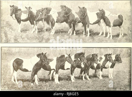 . Infanzia e ponyhood miscelato. Pony Shetland. . Si prega di notare che queste immagini vengono estratte dalla pagina sottoposta a scansione di immagini che possono essere state migliorate digitalmente per la leggibilità - Colorazione e aspetto di queste illustrazioni potrebbero non perfettamente assomigliano al lavoro originale. Bianco, Oscar A. Greenfield, Ohio : premere repubblicana Foto Stock