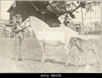 . Infanzia e ponyhood miscelato. Pony Shetland. Un altro segno distintivo delle Shetland quando confrontato con il cavallo è la sua docilità. Egli è praticamente rotto quando nato. Egli rende compara- creditore è a conoscenza dei costi nessuna resistenza al sistema di ritenuta del cavo, anche quando ha dato la sua prima lezione. Il suo più grande difetto è di imbarazzo e lui sembra solo di voler conoscere le cose che sono richieste di lui e quando egli conosce queste è solo troppo disposti a presentare e a disagio dà modo di agilità con sorprendente facilità e grazia. Lo Shetland è parimenti un cosmopolita. Ama la compagnia e si passi subito in th Foto Stock