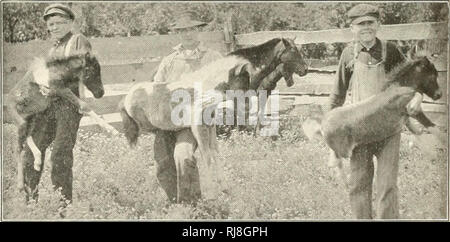 . Infanzia e ponyhood miscelato. Pony Shetland. in America, essendo meno di 5000 registrato, il che significa che solo uno a circa venti mila abitanti è illustrato nei libri di registrazione. In materia di intelligence il pony Shetland è molto superiore al cavallo, un fatto che può trovare spiegazione solo nel modo in cui i due sono allevati. Lo Shetland, foaled e allevati nelle colline e i rifiuti del suo nativo isole, senza cura umana o sollecitudine si sviluppa naturalmente la facoltà di autoconservazione, e l'intelligenza così evoluto è trasmessa alle generazioni nate Foto Stock