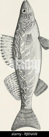 . Elenco di controllo dei vertebrati di Ontario e del catalogo di esemplari nella sezione biologica del Museo Provinciale. Pesci -- Ontario; pesci di acqua dolce -- Ontario. . Si prega di notare che queste immagini vengono estratte dalla pagina sottoposta a scansione di immagini che possono essere state migliorate digitalmente per la leggibilità - Colorazione e aspetto di queste illustrazioni potrebbero non perfettamente assomigliano al lavoro originale. Nash, Charles W. (Charles William), 1848-1926; Ontario. Dipartimento dell'istruzione. Toronto : L. K. Cameron Foto Stock