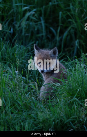 Junger Fuchs in einer Wiese, Blick in die Kamera Foto Stock