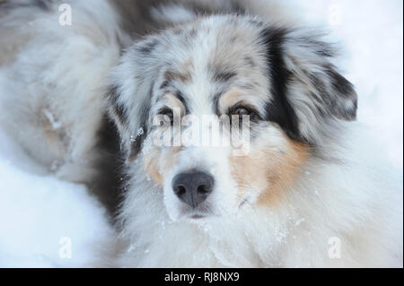 Australian Shepherd Hund im Schnee, Nahaufnahme Foto Stock