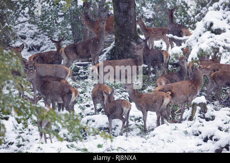 Hirsche Risstal im im Winter, Karwendel Gebirge, Tirol Österreich Foto Stock