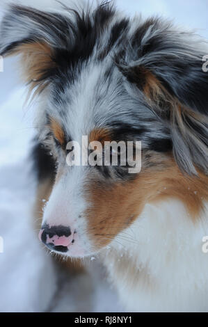 Australian Shepherd Hund im Schnee, Nahaufnahme Foto Stock