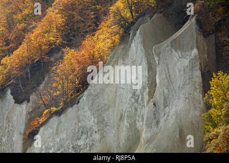 Herbstlich bunter Wald auf den Felsen der Wissower Klinken an der Kreidek√ºste der Halbinsel Jasmund, Foto Stock