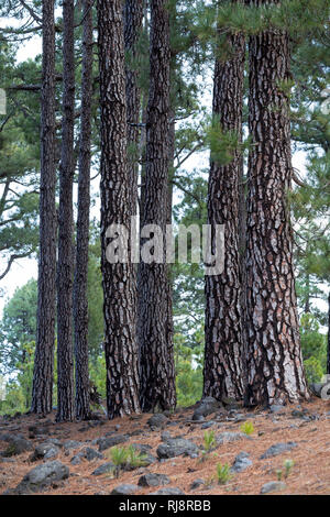 Kanarische Kiefer (Pinus canariensis), La Palma, Kanarische isole, Spanien Foto Stock