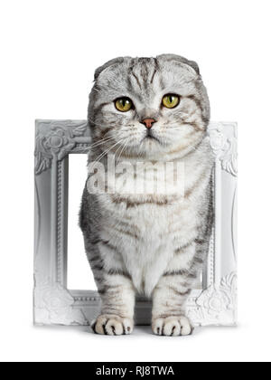 Carino giovane silver tabby Scottish Fold gattino in piedi rivolto verso la parte anteriore attraverso white photo frame guardando la telecamera con gli occhi gialli. Isolato su un whi Foto Stock