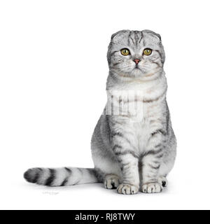 Funny Exotic Shorthair seduto in carta nera Borsa, guardando accanto al di sopra di fotocamera con grandi occhi arancio. Isolato su sfondo nero. Una zampa faccia come t Foto Stock
