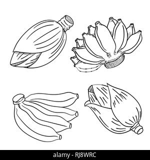 Set di frutta Banana e Banana Flower blossom disegnata a mano in stile, per libro da colorare, istruzione e concetti di piede-Illustrazione Vettoriale Illustrazione Vettoriale