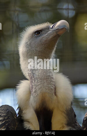 Cotswold Wildlife Park, Nr Burford, Oxfordshire, Cotswolds Foto Stock