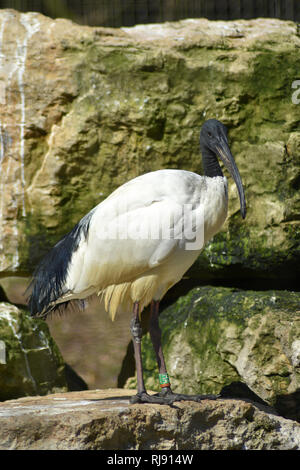 Cotswold Wildlife Park, Nr Burford, Oxfordshire, Cotswolds Foto Stock