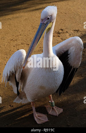 Pelican a Cotswold Wildlife Park, Nr Burford, Oxfordshire, Cotswolds Foto Stock