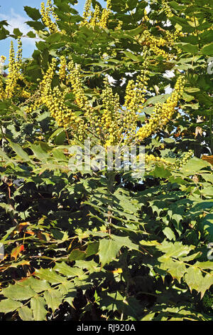 Fioritura delle piante di uva di oregon carità Foto Stock