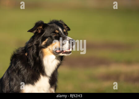 Border Collie cane ritratto. Orgoglioso cane ist seduto davanti a uno sfondo verde Foto Stock