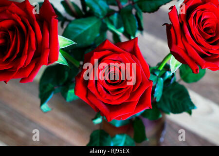 Scuro Rosso Rubino mazzo di rose su foglie verdi Blured sfondo. Vista ravvicinata. Vista superiore della bella bocciolo di rosa rossa. Felice il giorno di San Valentino, Wedding, amore, Foto Stock