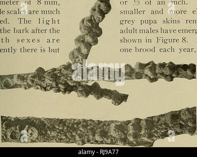 . Il capo della scala pregiudizievole-insetti del Connecticut. Scala di insetti. Scale UNARMORED. O 2 mm lungo", convesse, con circa dodici radiante" crinali più cospicua in prossimità del margine. Vi è probabilmente una covata ogni anno, uova essendo formata in maggio e di schiusa in luglio. (Vedere la figura 7). 12. TULIP SCALA-Eulecanium tulipiferae Cook. Questa scala sta diventando abbastanza comune su wild e coltivato è il più grande di tutte le femmine spesso il raggiungimento di una o I3 di un pollice. Il più piccolo e più elon- grigio pupa bucce restano i maschi adulti sono emerse, mostrato in figura 8. Ap- una covata ogni anno l'albero dei tulipani Foto Stock