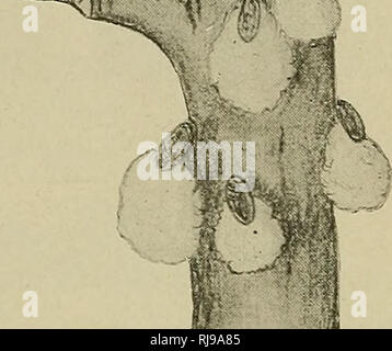 . Il capo della scala pregiudizievole-insetti del Connecticut. Scala di insetti. Scale UNARMORED. &Gt;** Connecticut, ma a Chicago, Denver e alcune altre città occidentali di aceri sono gravemente ferito da esso, ed esteso la spruzzatura è praticata. Vi è una covata annua, con uova deposte in maggio e giugno che hatch in luglio e agosto. Il giovane primo stabilirsi sulle foglie. Il ;: i maschi appaiono in inizio di caduta e si accoppiano con le femmine che migrano verso i ramoscelli, dove rimangono attraverso l'inverno. In primavera si in- piega rapidamente in dimensioni, e presto depositare le loro uova-masse e inaridirsi e morire. T Foto Stock