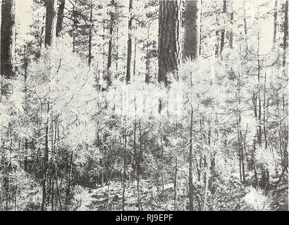 . Controllo chimico della spazzola in ponderosa pine foreste del centro di Oregon. Comando spazzola Oregon; Ponderosa Pine Oregon. La figura 3. - Un fitto sottobosco della Ponderosa Pine alberelli tipici di alberi utilizzati per determinare la tolleranza della Ponderosa Pine agli erbicidi. e in quelle sedi in cui una spazzola è stato riscontrato è stato valutato come morto o live. Prima di percentuale di copertura della spazzola morti è stato adottato come criterio per essere utilizzato, la percentuale di piante morto in ciascun posto di osservazione è stato provato su manzanita tenute. I risultati sono stati quasi lo stesso indipendentemente dal criterio utilizzato. Lo standard utilizzato per valutare la tolleranza della Ponderosa Pine Foto Stock