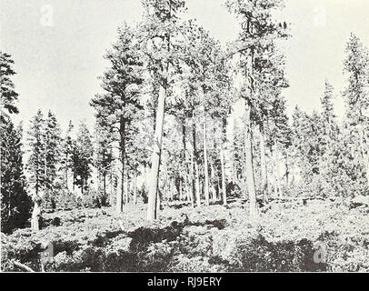 . Controllo chimico della spazzola in ponderosa pine foreste del centro di Oregon. Comando spazzola Oregon; Ponderosa Pine Oregon. Introduzione i molti acri di terreno forestale che sono occupati da spazzola in Oregon centrale rappresentano un grande spreco di legno-crescente capacità e una grave perdita economica per la zona. Sebbene grandi brushfields privo di albero la crescita presente la più spettacolare di esempi di perdita, meno evidente ma altrettanto importante spazzola prob- lems sono comuni in stabilito cavalletti in legno. Spazzola frequentemente sovrasta e sopprime i giovani piantine per lunghi periodi di tempo nella piccola foresta naturale ope Foto Stock