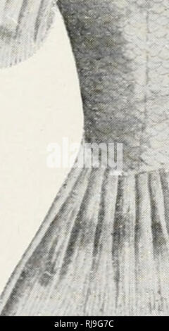 . Elenco di controllo dei vertebrati di Ontario e del catalogo di esemplari nella sezione biologica del Museo Provinciale. Pesci -- Ontario; pesci di acqua dolce -- Ontario. -^. . Si prega di notare che queste immagini vengono estratte dalla pagina sottoposta a scansione di immagini che possono essere state migliorate digitalmente per la leggibilità - Colorazione e aspetto di queste illustrazioni potrebbero non perfettamente assomigliano al lavoro originale. Nash, Charles W. (Charles William), 1848-1926; Ontario. Dipartimento dell'istruzione. Toronto : L. K. Cameron Foto Stock