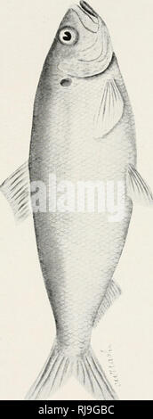 . Elenco di controllo dei vertebrati di Ontario e del catalogo di esemplari nella sezione biologica del Museo Provinciale. Pesci -- Ontario; pesci di acqua dolce -- Ontario. . Si prega di notare che queste immagini vengono estratte dalla pagina sottoposta a scansione di immagini che possono essere state migliorate digitalmente per la leggibilità - Colorazione e aspetto di queste illustrazioni potrebbero non perfettamente assomigliano al lavoro originale. Nash, Charles W. (Charles William), 1848-1926; Ontario. Dipartimento dell'istruzione. Toronto : L. K. Cameron Foto Stock