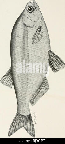 . Elenco di controllo dei vertebrati di Ontario e del catalogo di esemplari nella sezione biologica del Museo Provinciale. Pesci -- Ontario; pesci di acqua dolce -- Ontario. . Si prega di notare che queste immagini vengono estratte dalla pagina sottoposta a scansione di immagini che possono essere state migliorate digitalmente per la leggibilità - Colorazione e aspetto di queste illustrazioni potrebbero non perfettamente assomigliano al lavoro originale. Nash, Charles W. (Charles William), 1848-1926; Ontario. Dipartimento dell'istruzione. Toronto : L. K. Cameron Foto Stock
