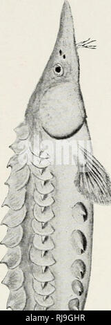 . Elenco di controllo dei vertebrati di Ontario e del catalogo di esemplari nella sezione biologica del Museo Provinciale. Pesci -- Ontario; pesci di acqua dolce -- Ontario. . Si prega di notare che queste immagini vengono estratte dalla pagina sottoposta a scansione di immagini che possono essere state migliorate digitalmente per la leggibilità - Colorazione e aspetto di queste illustrazioni potrebbero non perfettamente assomigliano al lavoro originale. Nash, Charles W. (Charles William), 1848-1926; Ontario. Dipartimento dell'istruzione. Toronto : L. K. Cameron Foto Stock