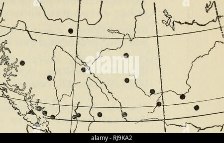 . Controllare la lista degli anfibi e rettili del Canada e Alaska. Anfibi; Anfibi e Rettili; rettili. Mappa 59. Thamnophis ordinoides mappa 60. Thamnophis elegans vagrans • Thamnophis elegans nigrescens ? Thamnophis ordinoides Baird e Girard NORTHWESTERN GARTER SNAKE gamma in Canada: Sud della British Columbia compresi Vancouver Island; verso est per pinete, Distretto Di Yale e verso nord sulla costa di Atnarko e Bella Coola, Coast District, gamma 3. Mappa 59. Località canadese record: British Columbia. La terraferma. Dist. costa, gamma 5, Atnarko (Patch, 1922, p. 78). Bella Coola (Carl, 1951 Foto Stock