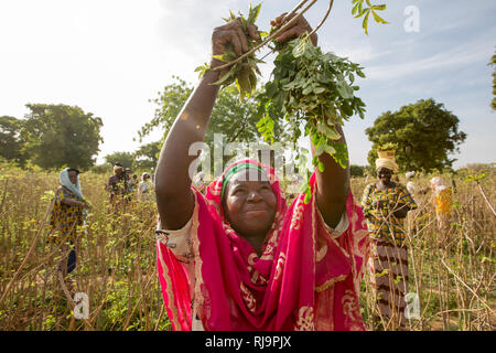 Villaggio Kisambo, Yako, Burkina Faso, 28 novembre 2016; Sanfo Mamouata raccolta di moringa foglie. Il giardino Kisambo utilizza un solare gocciolatore sistema di irrigazione. (Goutte A Goutte sistema) Foto Stock