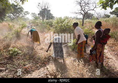 Villaggio Bissiga, Yako, Burkina Faso, 29 novembre 2016; i membri della donna Foresta Progetto sostentamento creando un parafuoco. Foto Stock