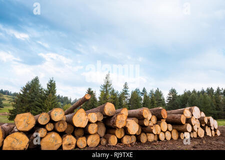 Accedere pile lungo la strada forestale, Tatry, Polonia, Europa Foto Stock