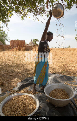 Villaggio Bissiga, Yako, Burkina Faso, 29 novembre 2016; un abitante di un villaggio winnows il suo dado di massa del raccolto. Foto Stock