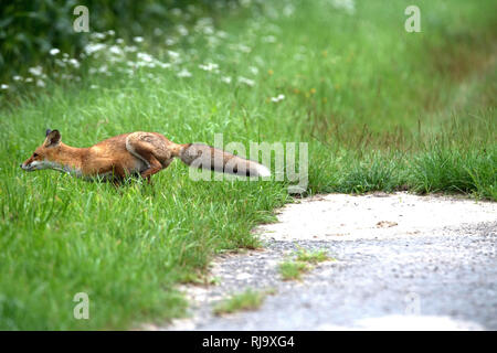 Junger Fuchs Foto Stock