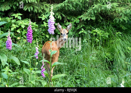 Schmalreh am Waldrand Foto Stock