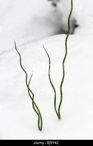 Steli di un cavatappi rush (Juncus effusus f. spiralis) nella neve Foto Stock