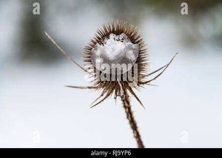 Congelati neve su un comune (teasel Dipsacus fullonum) Foto Stock