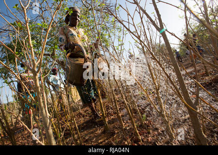 Koassa village Garden, Yako, 2nd dicembre 2016; membri del gruppo giardino annaffiatura moringa. Foto Stock