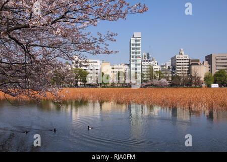 Tokyo, Giappone - città contemporanea vista in Taito distretto. Il parco Ueno e la fioritura dei ciliegi (Sakura). Foto Stock