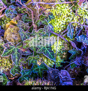 Close up di edera smerigliato su una parete con foglie fuori rivestita da cristalli di ghiaccio Foto Stock