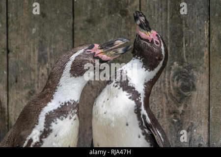 I Penguins africani in piedi insieme nella forma di un legno marrone dello sfondo. Pinguino africano ( Spheniscus demersus) noto anche come il jackass penguin e Foto Stock