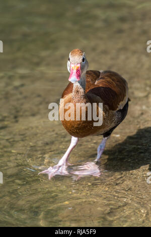 Rosso-nero fatturati panciuto anatra sibilo in piedi su una banca poco profonde guardando in avanti. Foto Stock